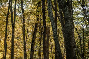 Altın sarısı ağaç yaprakları parktaki handa.