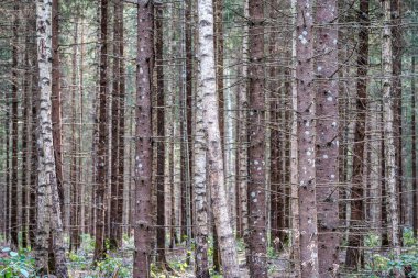 Ormandaki ağaç gövdesi duvarı