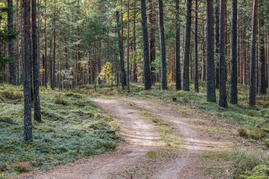 Ormanda küçük dar bir patika.