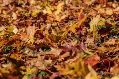 Sonbahar deseni. Yeşil ağaç yapraklarıyla soyut 