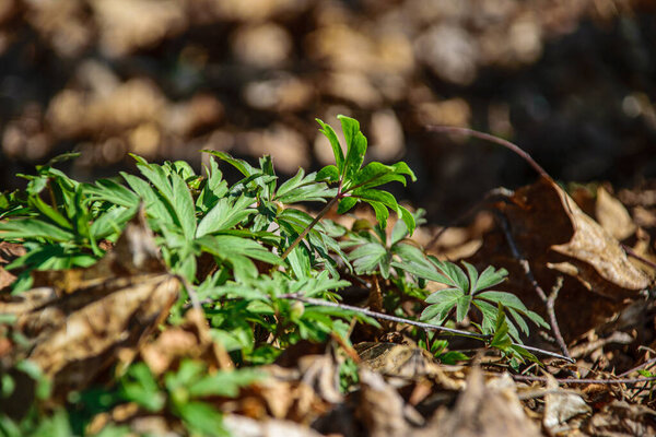 текстуры зеленой травы в природе
