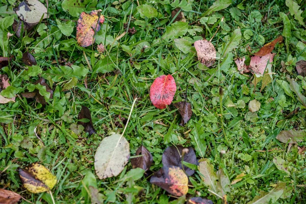 Herbstmuster. abstrakt mit grünen Baumblättern — Stockfoto