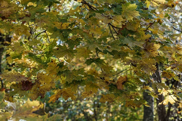 Modèle d'automne. abstrait avec feuilles d'arbre vert — Photo