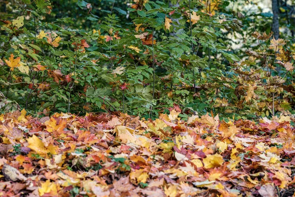 Padrão de outono. resumo com folhas de árvores amarelas e verdes — Fotografia de Stock