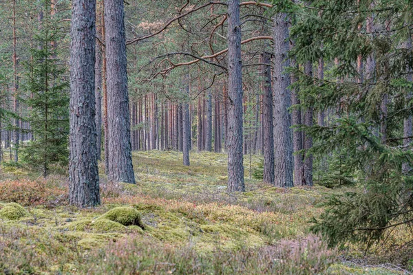 Parete tronco d'albero nella foresta — Foto Stock