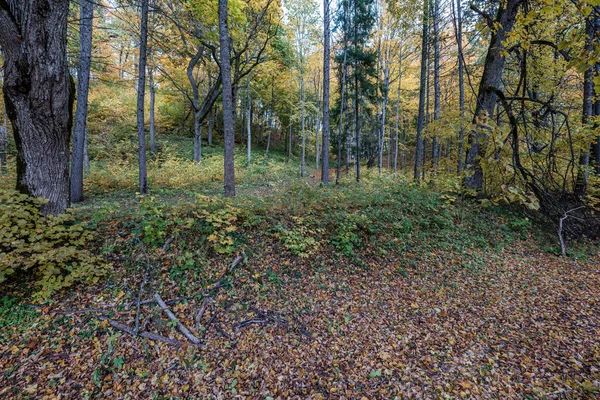 Strada d'autunno giallo dorato nella giornata di sole — Foto Stock