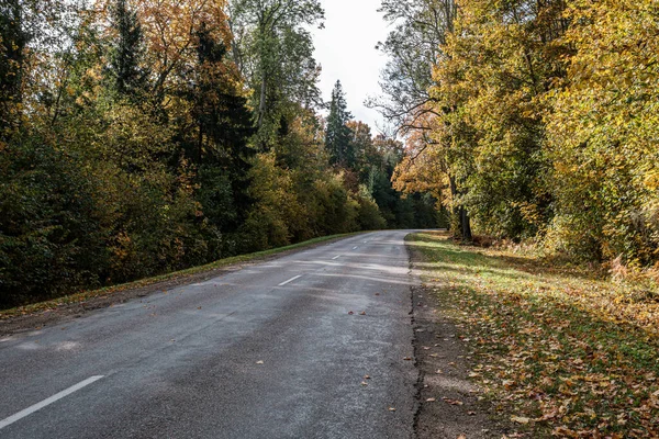 Golden yellow autumn road in sunny day — Stock Photo, Image