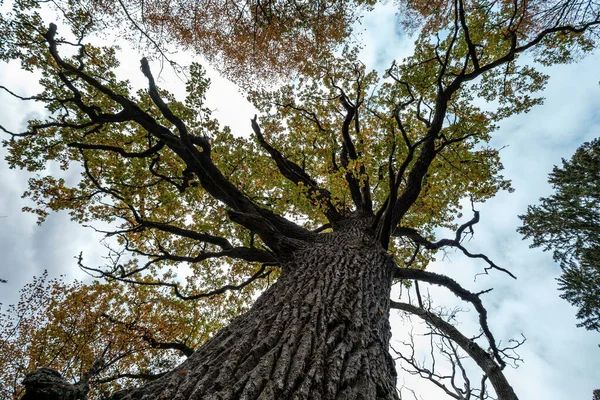 Большой дуб осенью желтые листья золотистого дерева — стоковое фото