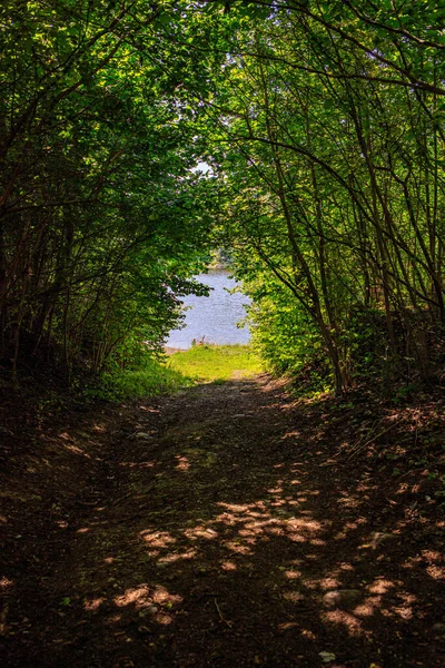 Liten smal stig i skogen — Stockfoto