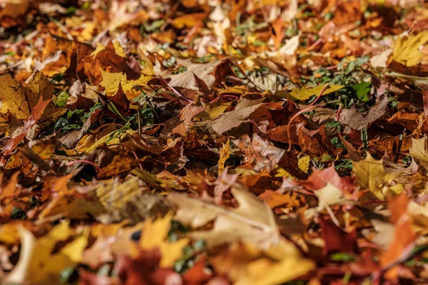 Padrão de outono. resumo com folhas de árvore verde — Fotografia de Stock