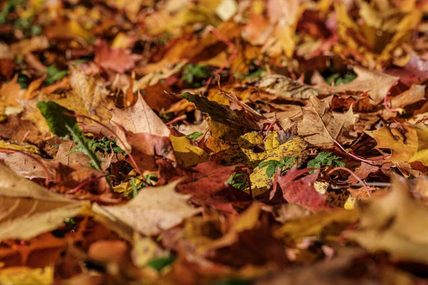 Podzimní vzor. abstraktní se zelenými listy stromu — Stock fotografie