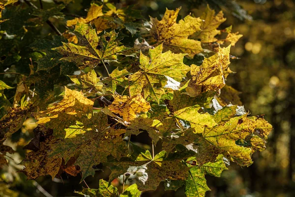 Modello di autunno. astratto con foglie di albero verde — Foto Stock
