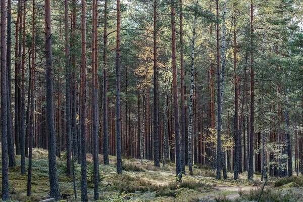 Parete tronco d'albero nella foresta — Foto Stock