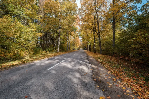 Golden yellow autumn road in sunny day — Stock Photo, Image
