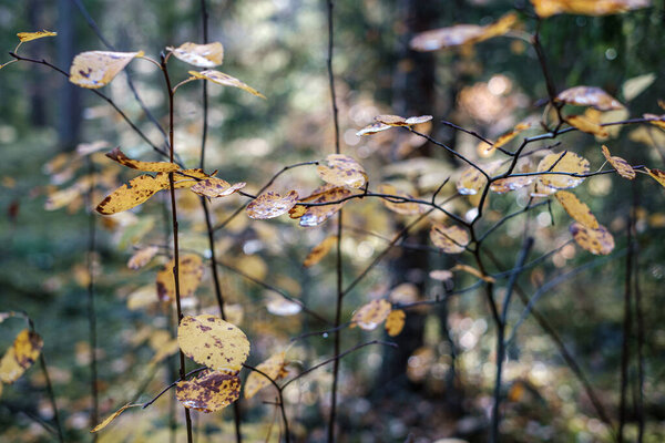 Осенние листья желтого дерева в лесу
