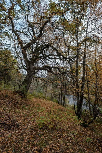 Grande quercia in autunno foglie di albero dorato giallo — Foto Stock