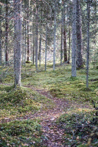 Malá úzká stezka v lese — Stock fotografie