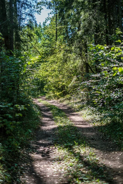 Маленька вузька стежка в лісі — стокове фото
