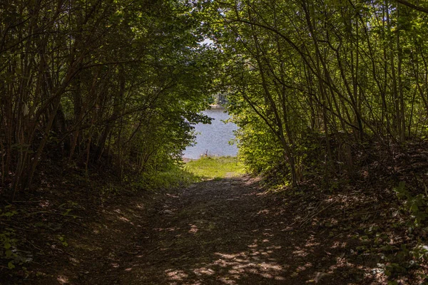 Malá úzká stezka v lese — Stock fotografie