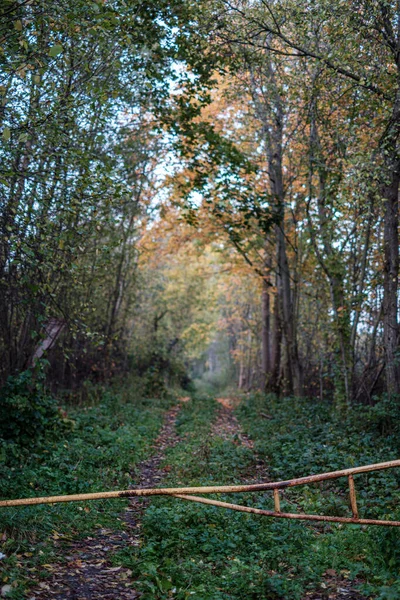 Small narrow trail in the woods — Stock Photo, Image