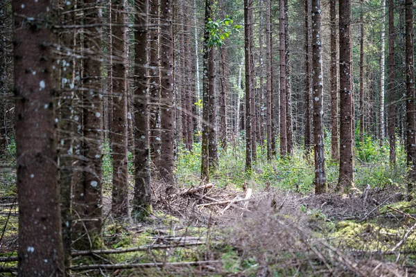 Pared de tronco de árbol en bosque —  Fotos de Stock