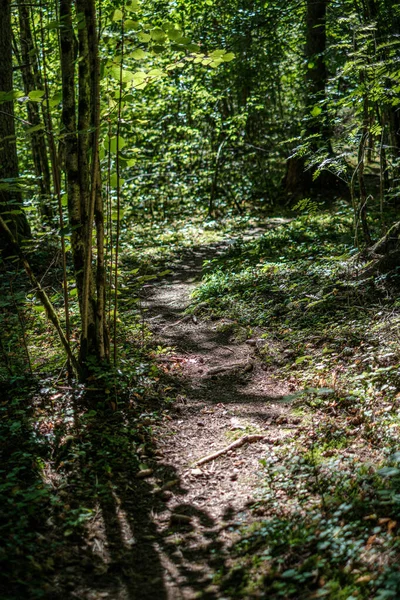 Klein smal pad in het bos — Stockfoto