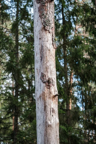 Vieux tronc d'arbre sec en forêt — Photo
