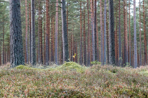 Τοίχος κορμού δέντρου στο δάσος — Φωτογραφία Αρχείου