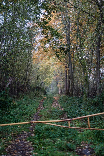 Pequeño sendero estrecho en el bosque —  Fotos de Stock