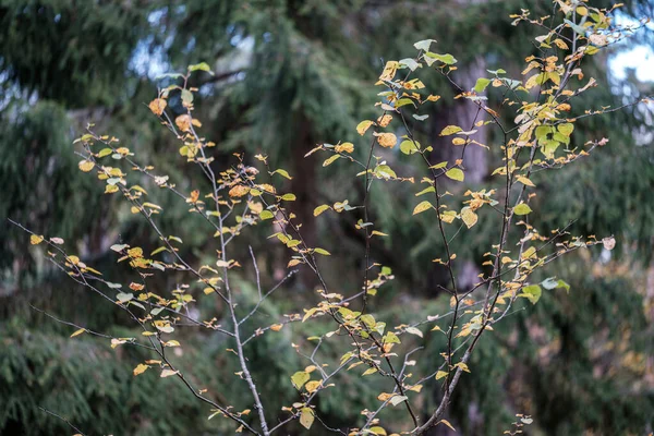 Hojas de árbol amarillo de color otoño en el bosque — Foto de Stock