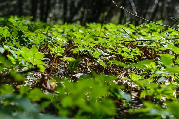 Текстуры зеленой травы в природе — стоковое фото