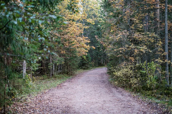 Jaune doré route d'automne en journée ensoleillée — Photo