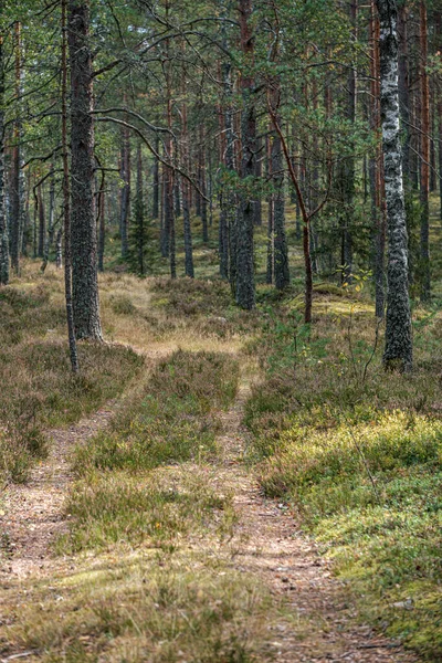 Petit sentier étroit dans les bois — Photo