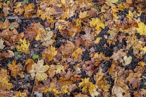 Herbstmuster. abstrakt mit grünen Baumblättern — Stockfoto