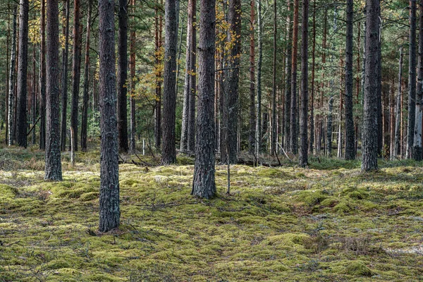 Mur de tronc d'arbre dans la forêt — Photo