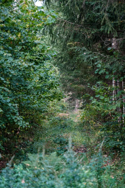 Liten smal stig i skogen — Stockfoto