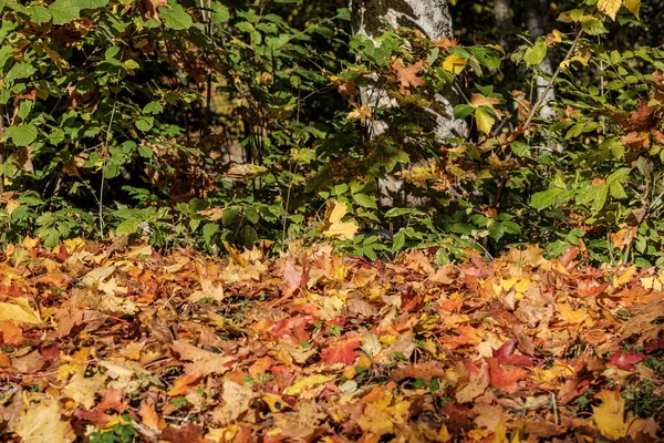 Modello di autunno. astratto con foglie di albero giallo e verde — Foto Stock