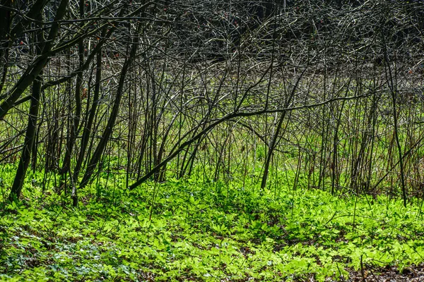 Erba verde texture fogliame in natura — Foto Stock