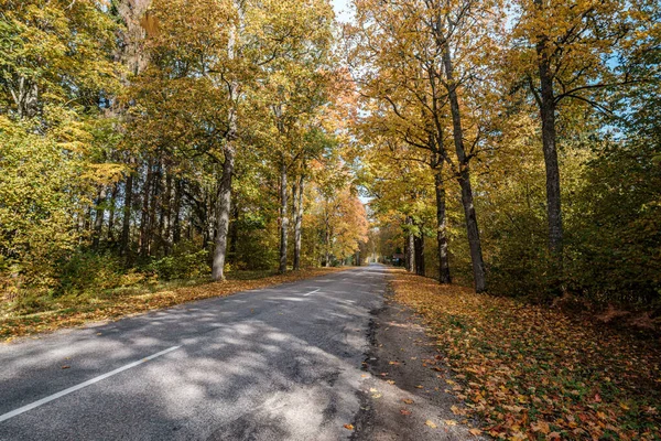 Golden yellow autumn road in sunny day — Stock Photo, Image