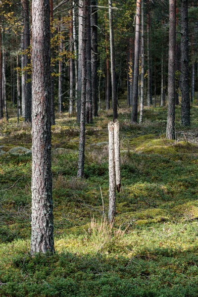 Pared de tronco de árbol en bosque — Foto de Stock