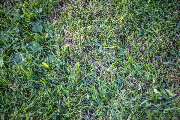 Grönt gräs bladverk texturer i naturen — Stockfoto