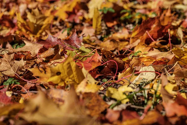 Podzimní vzor. abstraktní se zelenými listy stromu — Stock fotografie