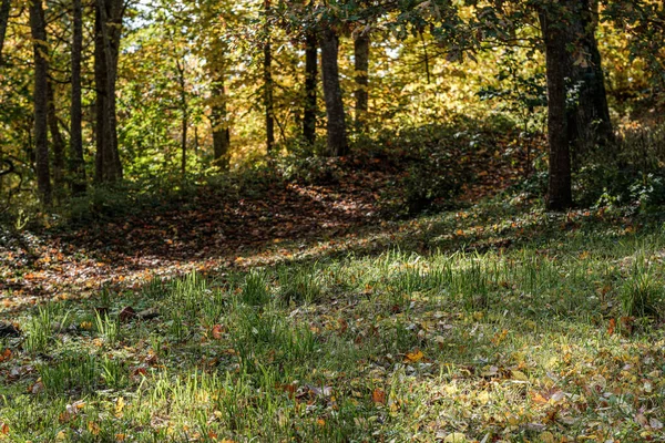 Small narrow trail in the woods — ストック写真