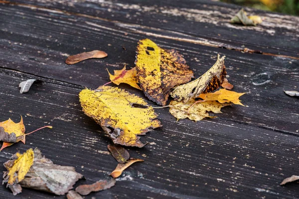 Goldenes Herbstlaub auf altem Holztisch — Stockfoto