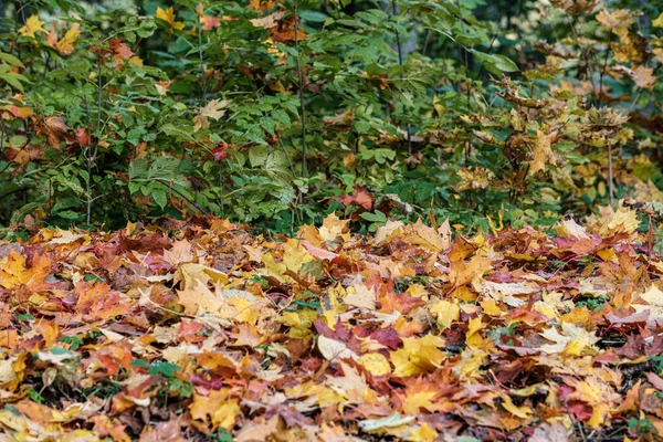 Осенний узор абстрактно с желтыми и зелеными листьями дерева — стоковое фото