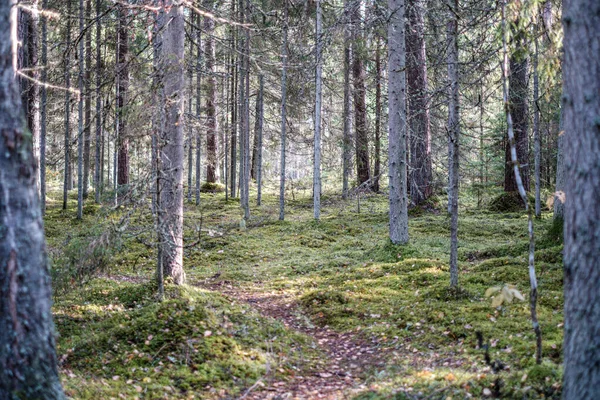 Piccolo sentiero stretto nel bosco — Foto Stock