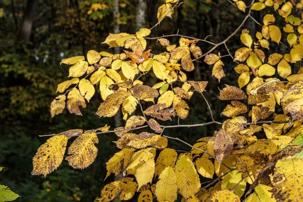 Outono folhas de árvores amarelas coloridas na floresta — Fotografia de Stock