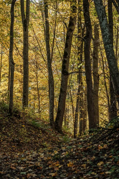 Goudgeel gekleurde boom verlaat herberg het park — Stockfoto