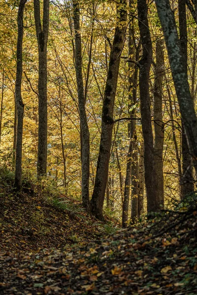 Feuilles d'arbre jaune doré dans le parc — Photo