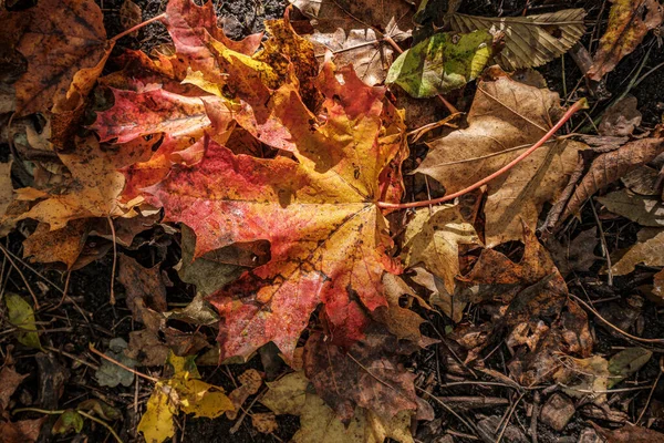 Patrón de otoño. resumen con hojas de árbol verde — Foto de Stock